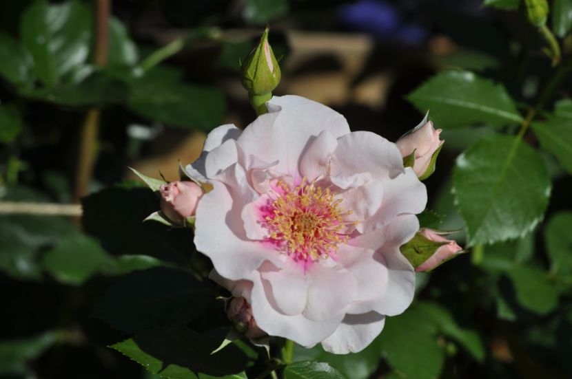 _DSC0018 - VARA 2021