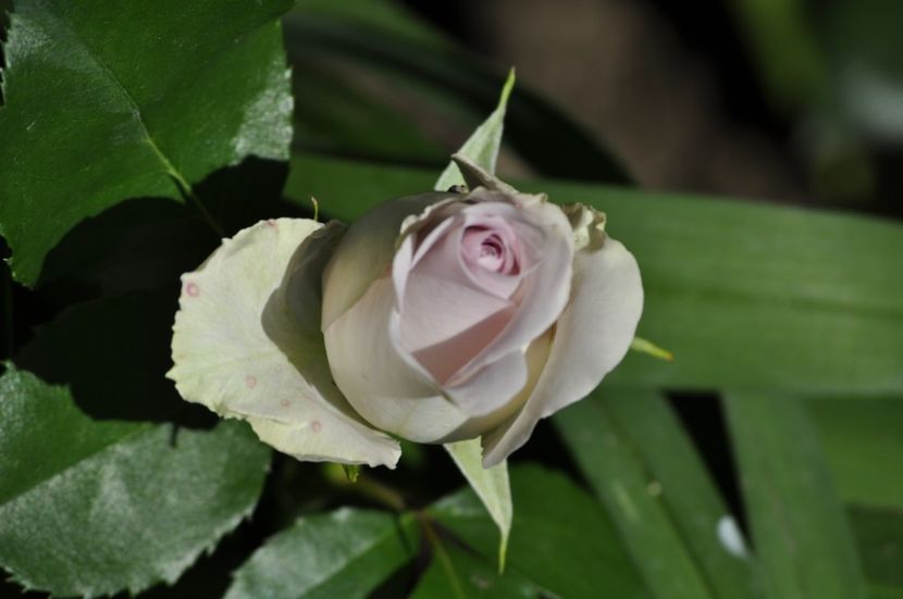 _DSC0022 - VARA 2021