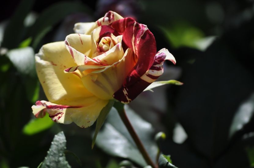 _DSC0024 - VARA 2021