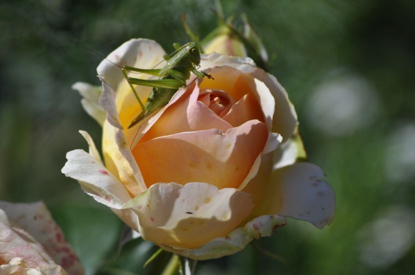 _DSC0032 - VARA 2021