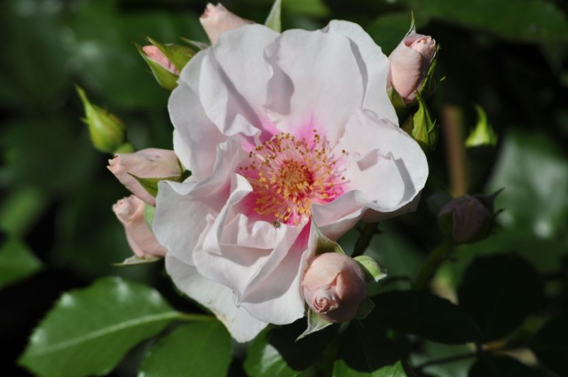 _DSC0035 - VARA 2021