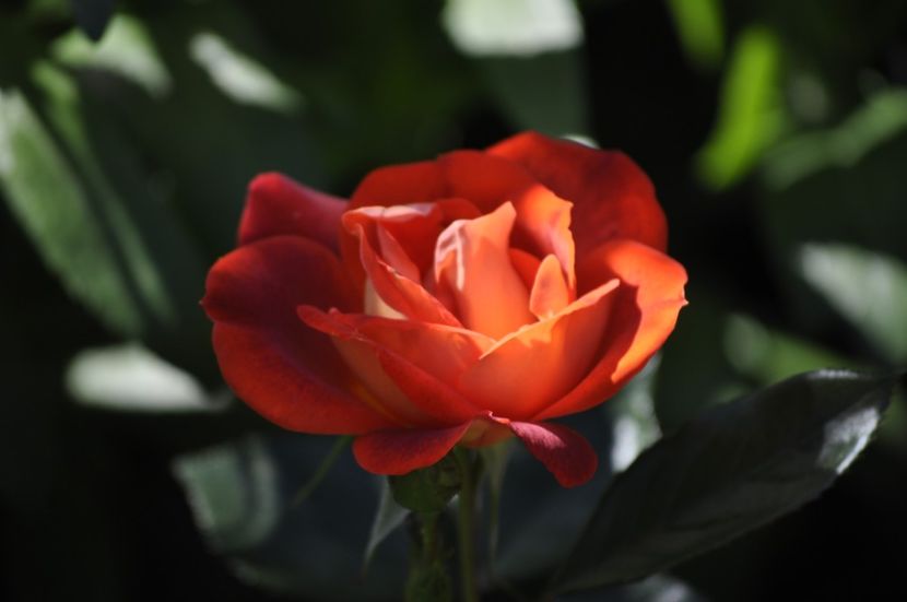_DSC0038 - VARA 2021