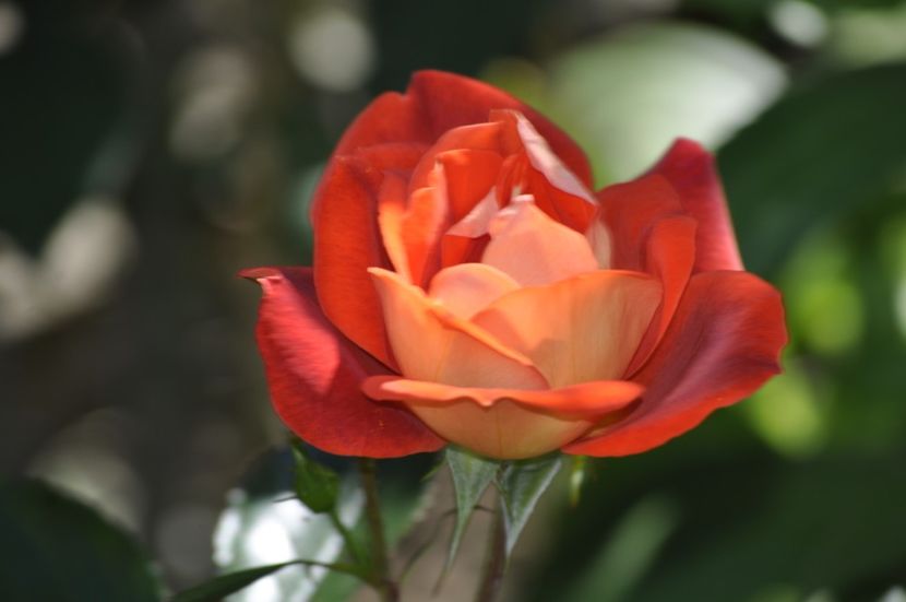 _DSC0040 - VARA 2021