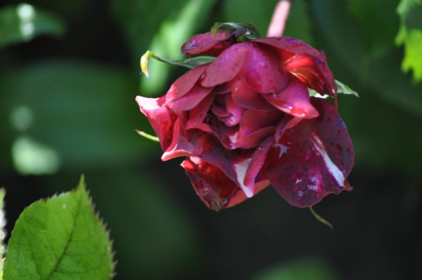 _DSC0041 - VARA 2021