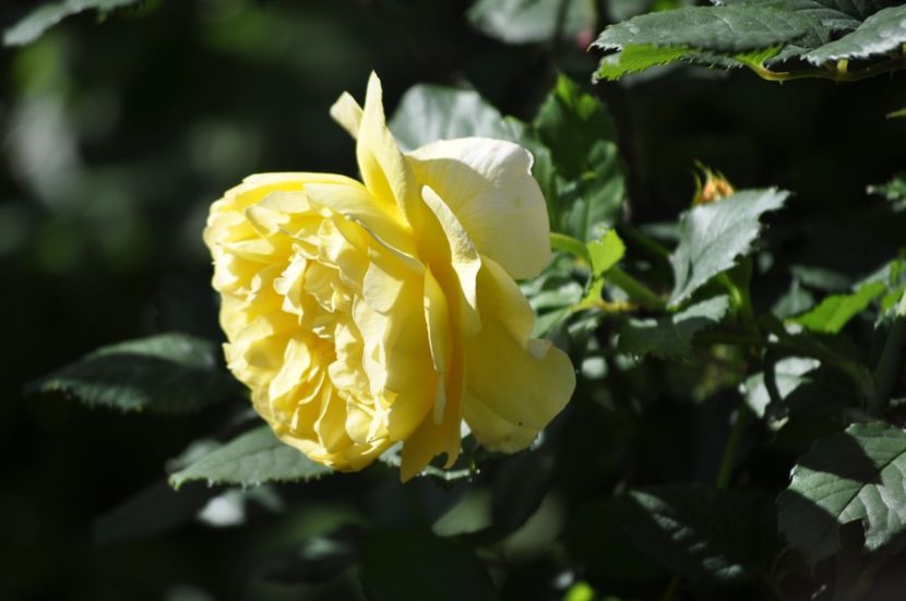_DSC0045 - VARA 2021