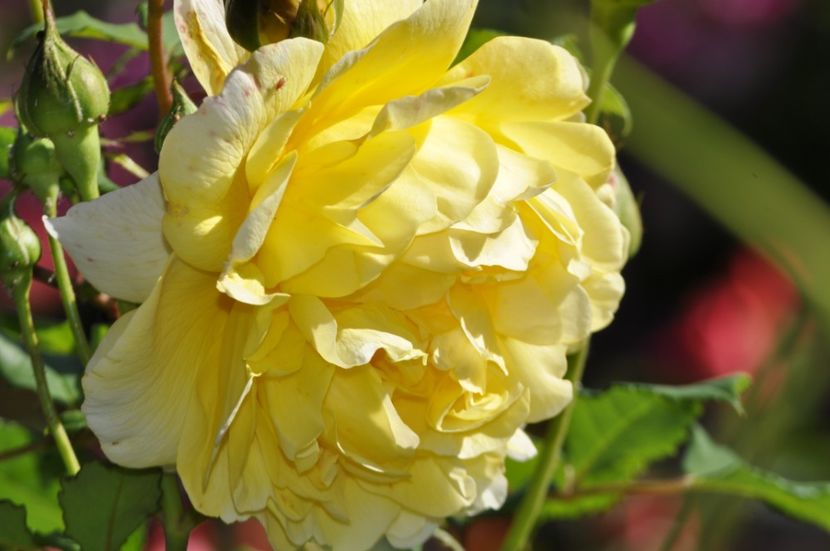 _DSC0048 - VARA 2021