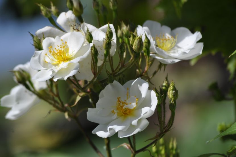 _DSC0065 - VARA 2021