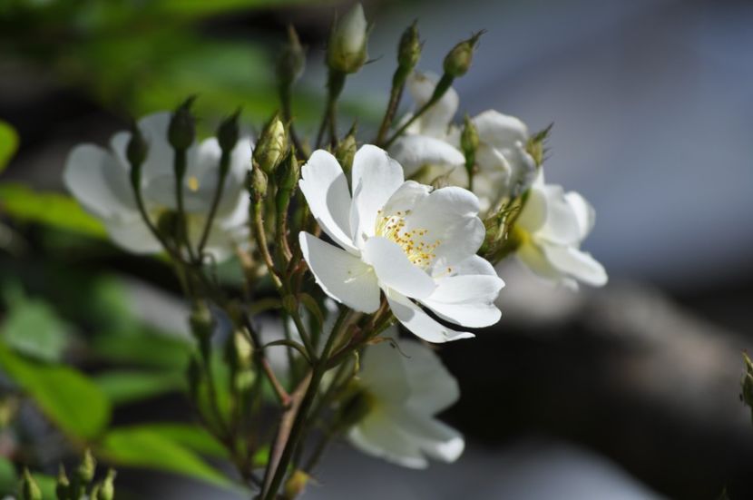 _DSC0068 - VARA 2021