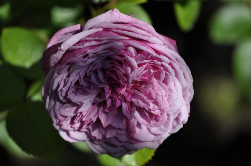 _DSC0071 - VARA 2021
