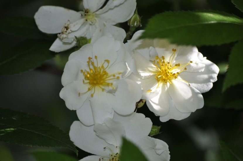 _DSC0073 - VARA 2021