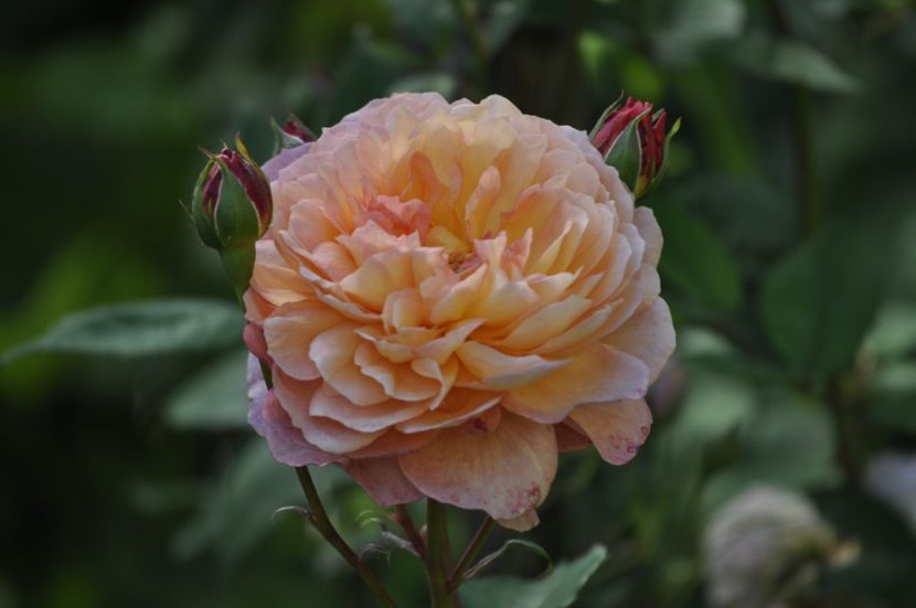 _DSC0082 - VARA 2021