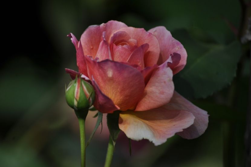 _DSC0084 - VARA 2021