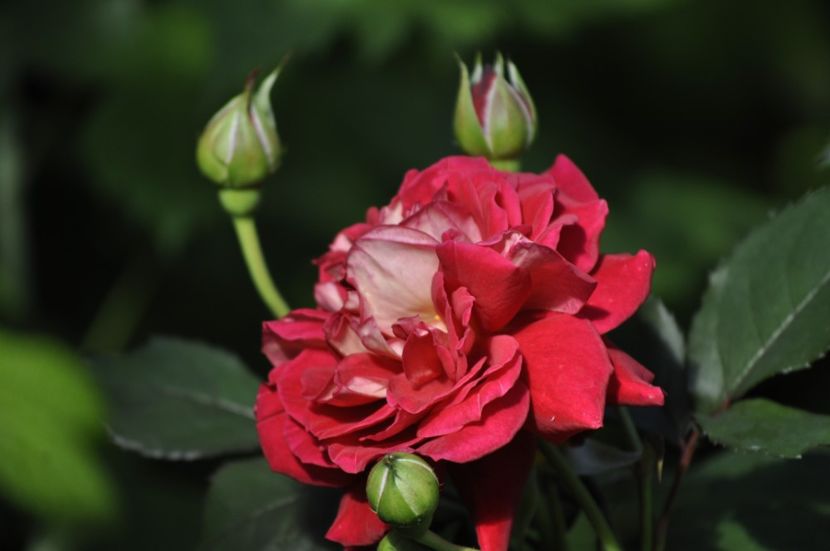 _DSC0085 - VARA 2021