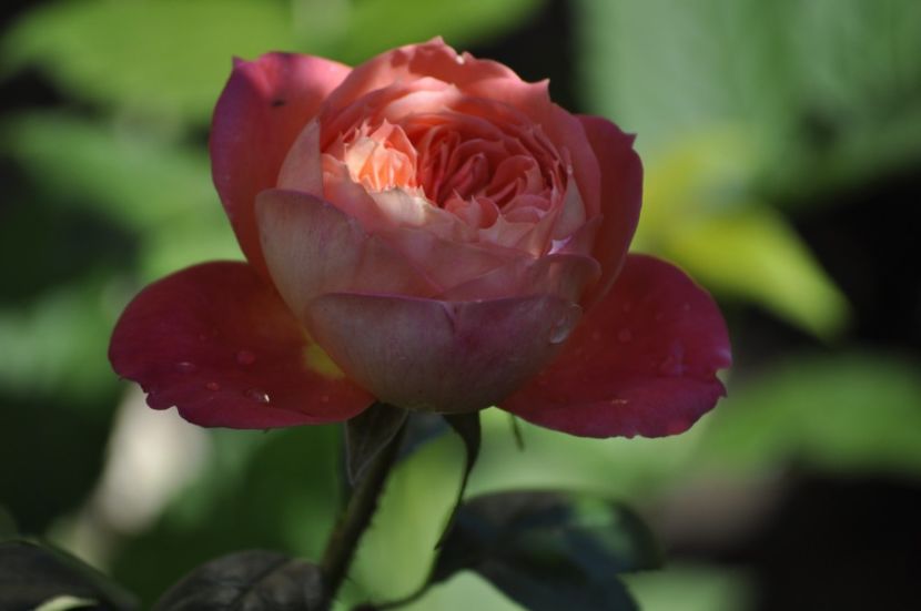 _DSC0092 - VARA 2021