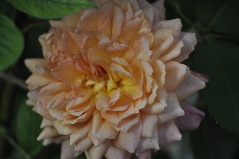 _DSC0095 - VARA 2021