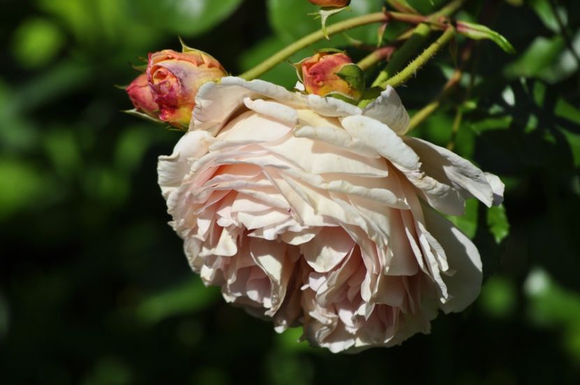 _DSC0100 - VARA 2021