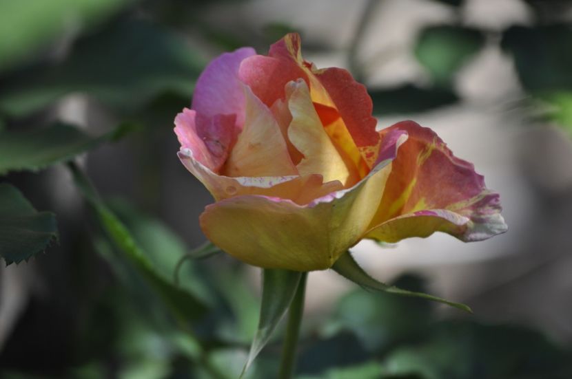 _DSC0101 - VARA 2021