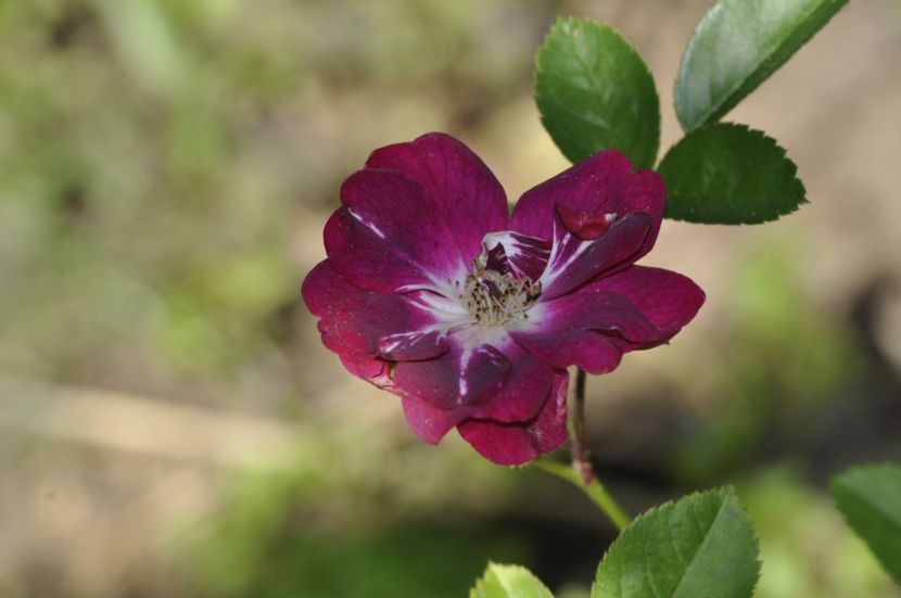 _DSC0105 - VARA 2021