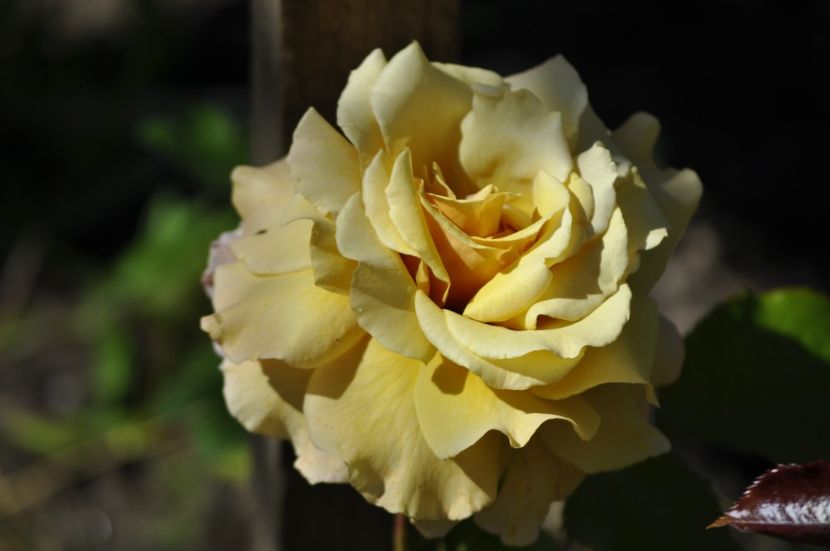_DSC0106 - VARA 2021