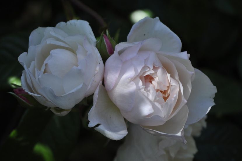 _DSC0120 - VARA 2021