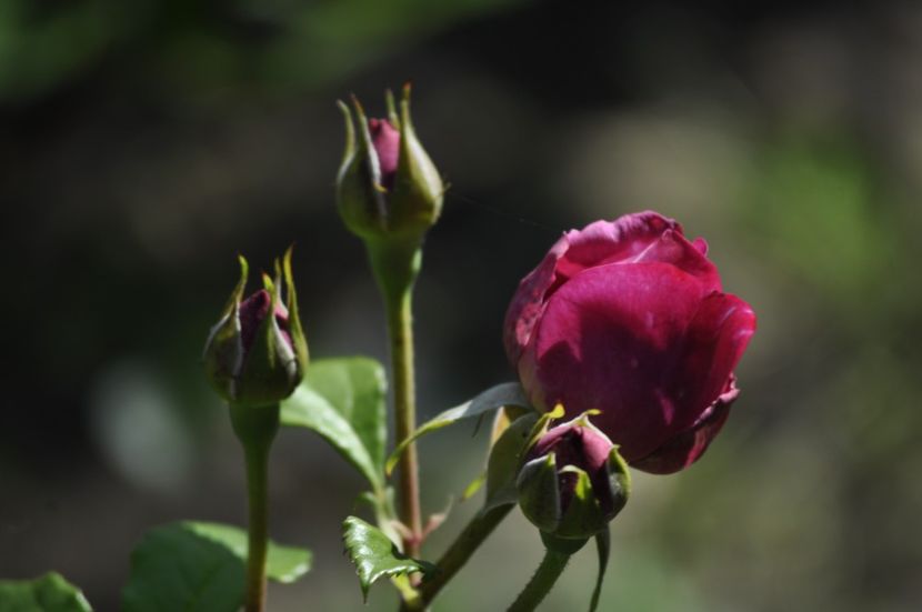_DSC0130 - VARA 2021