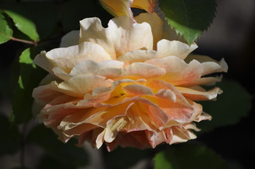 _DSC0131 - VARA 2021