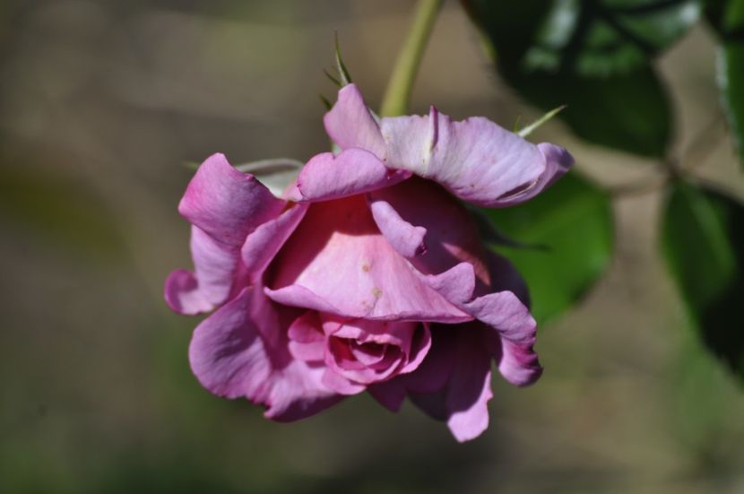 _DSC0132 - VARA 2021