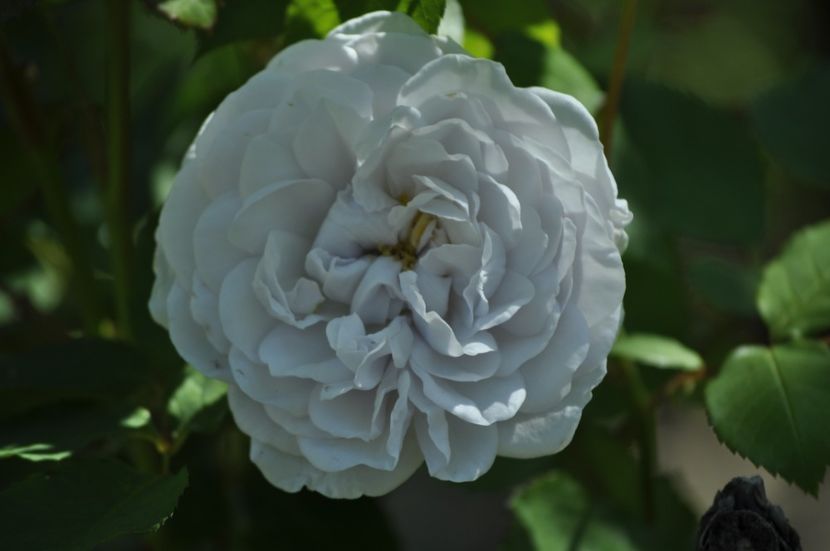 _DSC0138 - VARA 2021