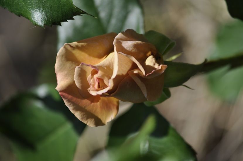 _DSC0140 - VARA 2021