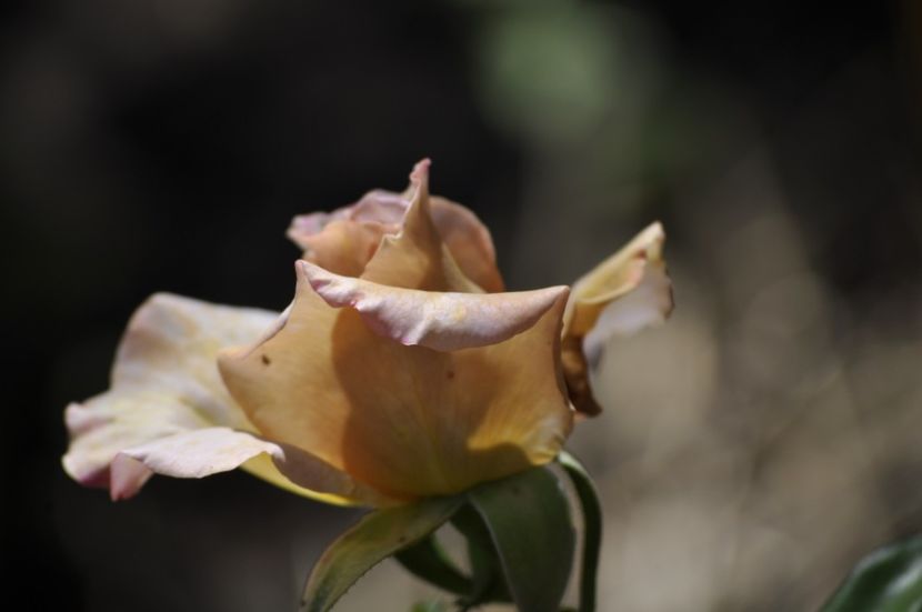 _DSC0141 - VARA 2021