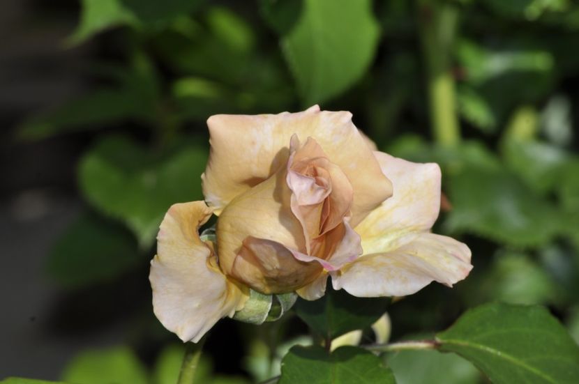 _DSC0142 - VARA 2021