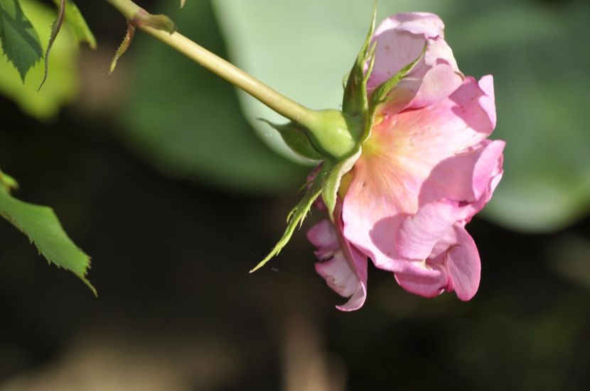 _DSC0146 - VARA 2021