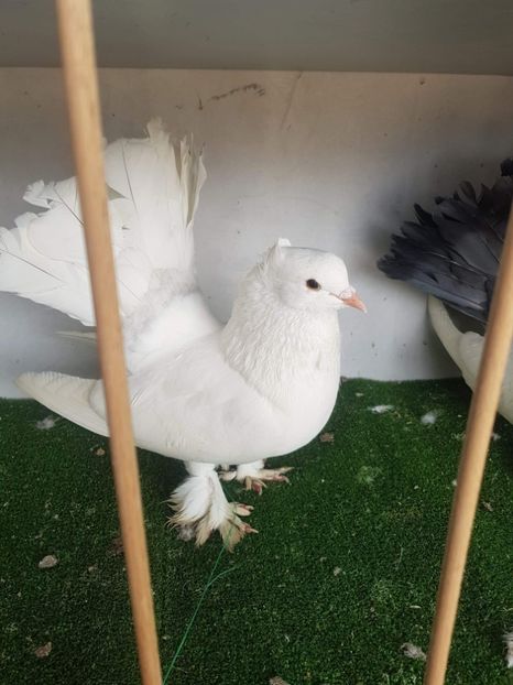 received_154284013291568 - Porumbei mei