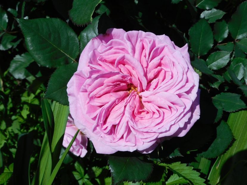 Summer romance - -Trandafiri 2021