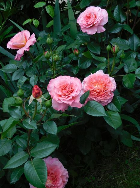 Augusta Luise - -Trandafiri 2021