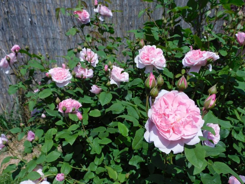 Cottage rose - -Trandafiri 2021