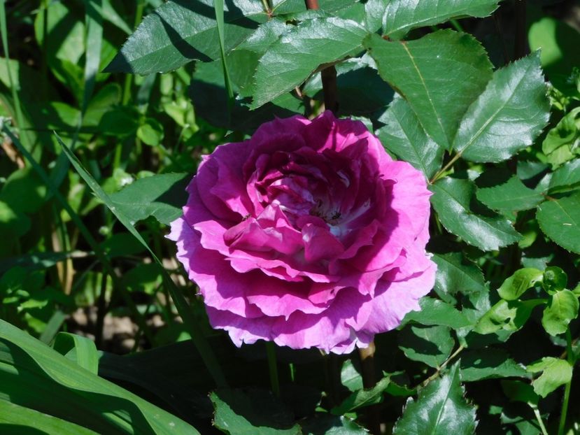 Sheherezade - -Trandafiri 2021