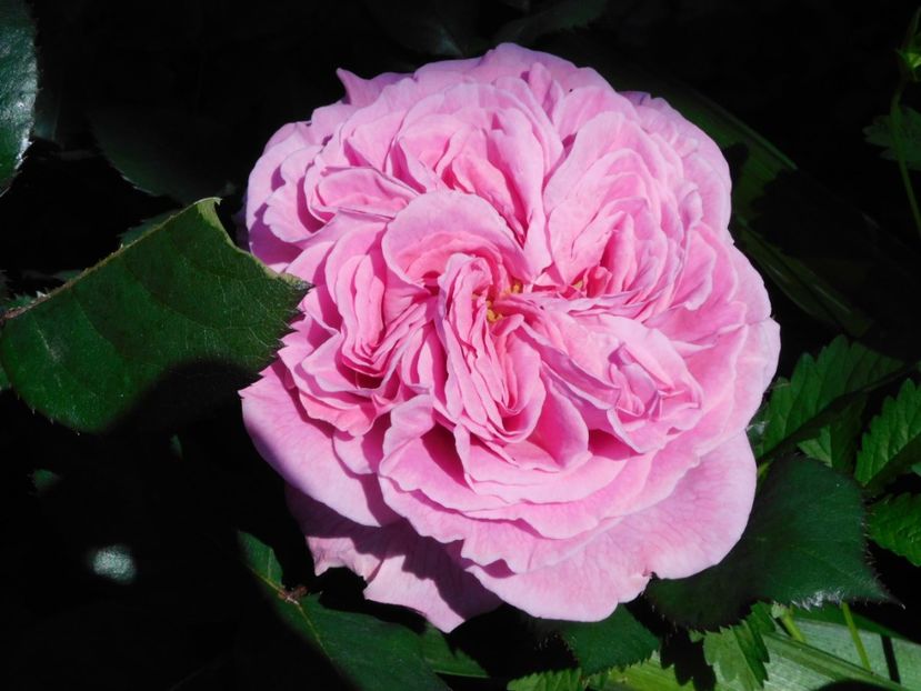 Summer romance - -Trandafiri 2021