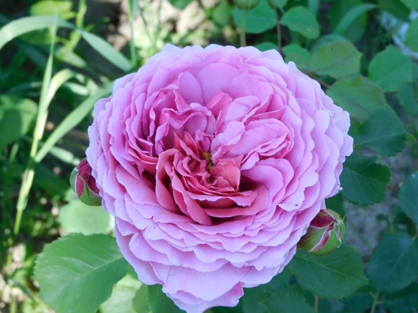 P Alexandra of K - -Trandafiri 2021