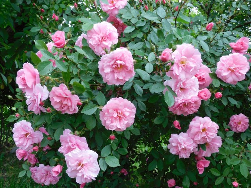 John Davis - -Trandafiri 2021