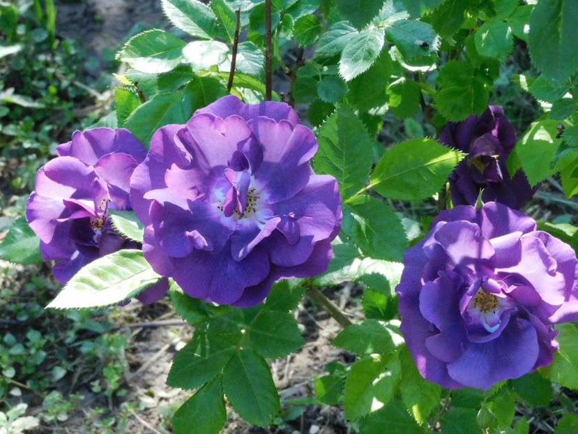 Rhapsody in blue - -Trandafiri 2021