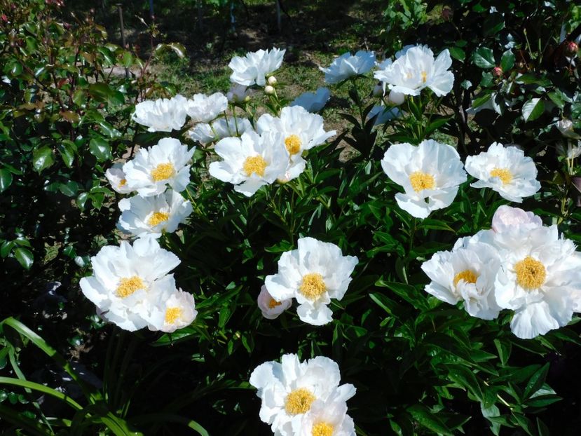 Krinkled white - -Bujori 2021