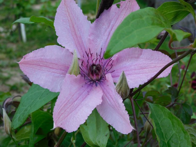 Hagley Hybrid - -Clematite 2021