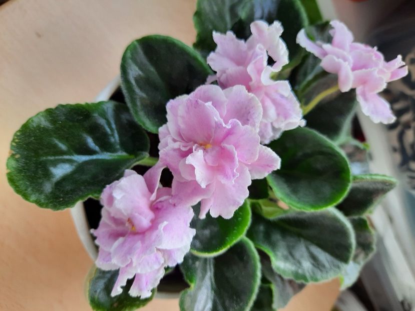 Iunie 2021 - RS MANUELA