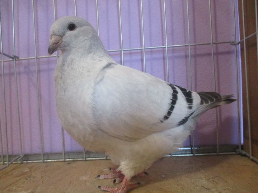 01013-21 - Tineret 2021