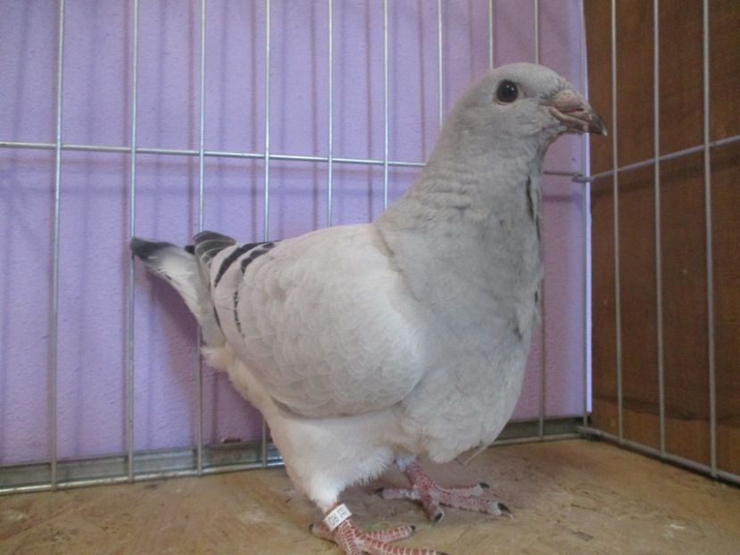 01015-21 - Tineret 2021