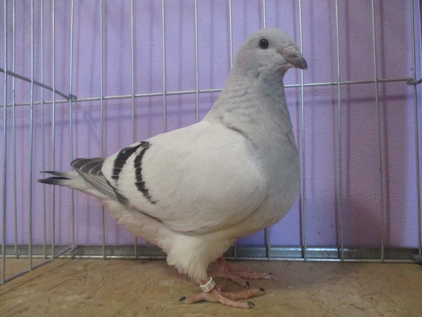 01016-21 - Tineret 2021