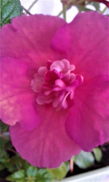  - achimenes 2020 infloriti astazi