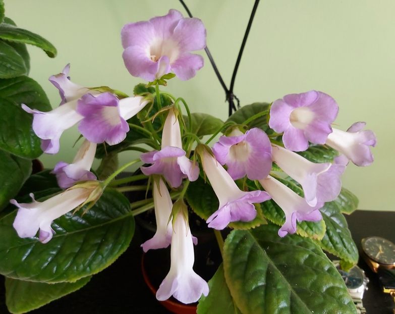 Flori de Sinningia Luci.s My Beauty - 111- Rezervate 2021