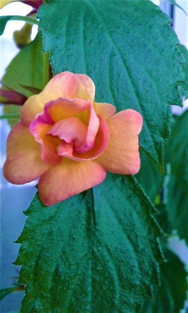 20210606_111215-1 - 0000 ACHIMENES